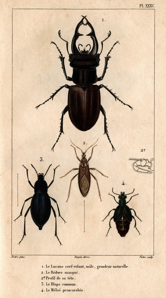 Der männliche Drachenflieger, natürliche Größe, die Reduve-Maske, die gemeine Blaps, der Proscarabeus Meloe in Fauna der Ärzte oder Geschichte der Tiere und ihrer Produkte von Hippolyte Cloquet - Band 6 - 1825 von Hippolyte Cloquet