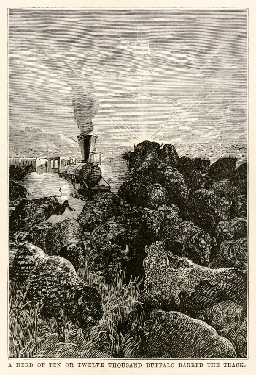 Eine Herde von zehn oder zwölftausend Büffeln versperrte den Weg, aus In 80 Tagen um die Welt von Jules Verne (1828-1905), graviert von Louis Prevost, 1873 von Hippolyte Leon Benett