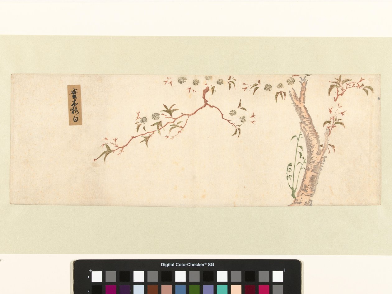 Blühender Kirschbaum von Hiroshige (I) , Utagawa (attributed to)