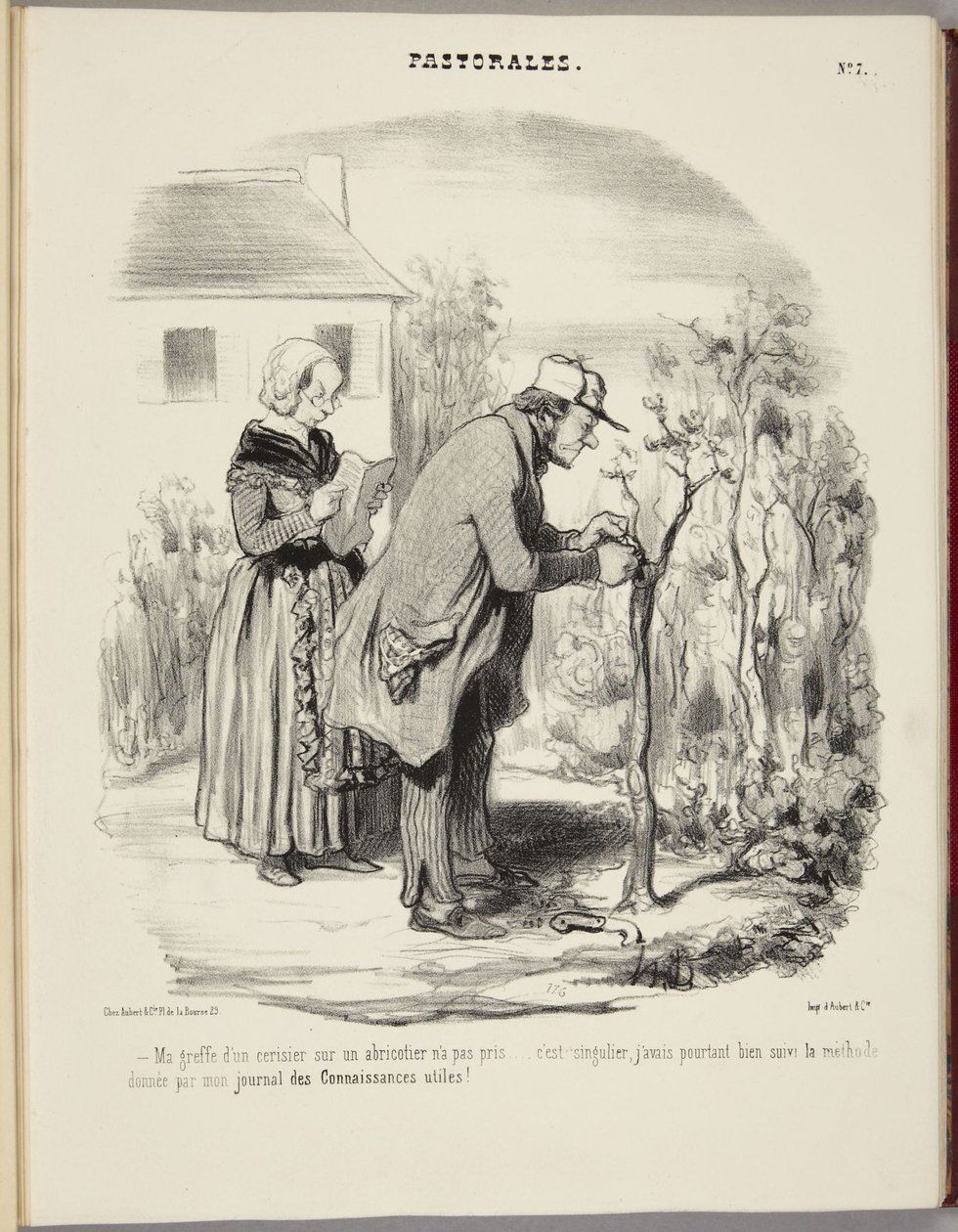 Mein Pfropfen eines Kirschbaums auf einen Aprikosenbaum hat nicht funktioniert... von Honoré Daumier