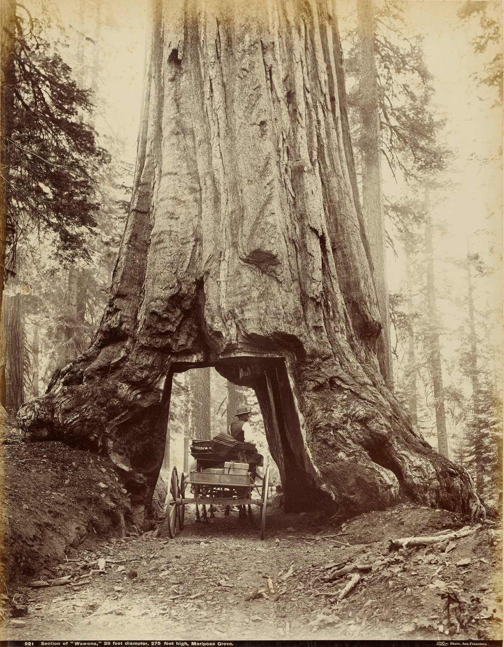 Abschnitt von "Wawona," 28 Fuß Durchmesser, 275 Fuß hoch, Mariposa Grove von I. W. Taber