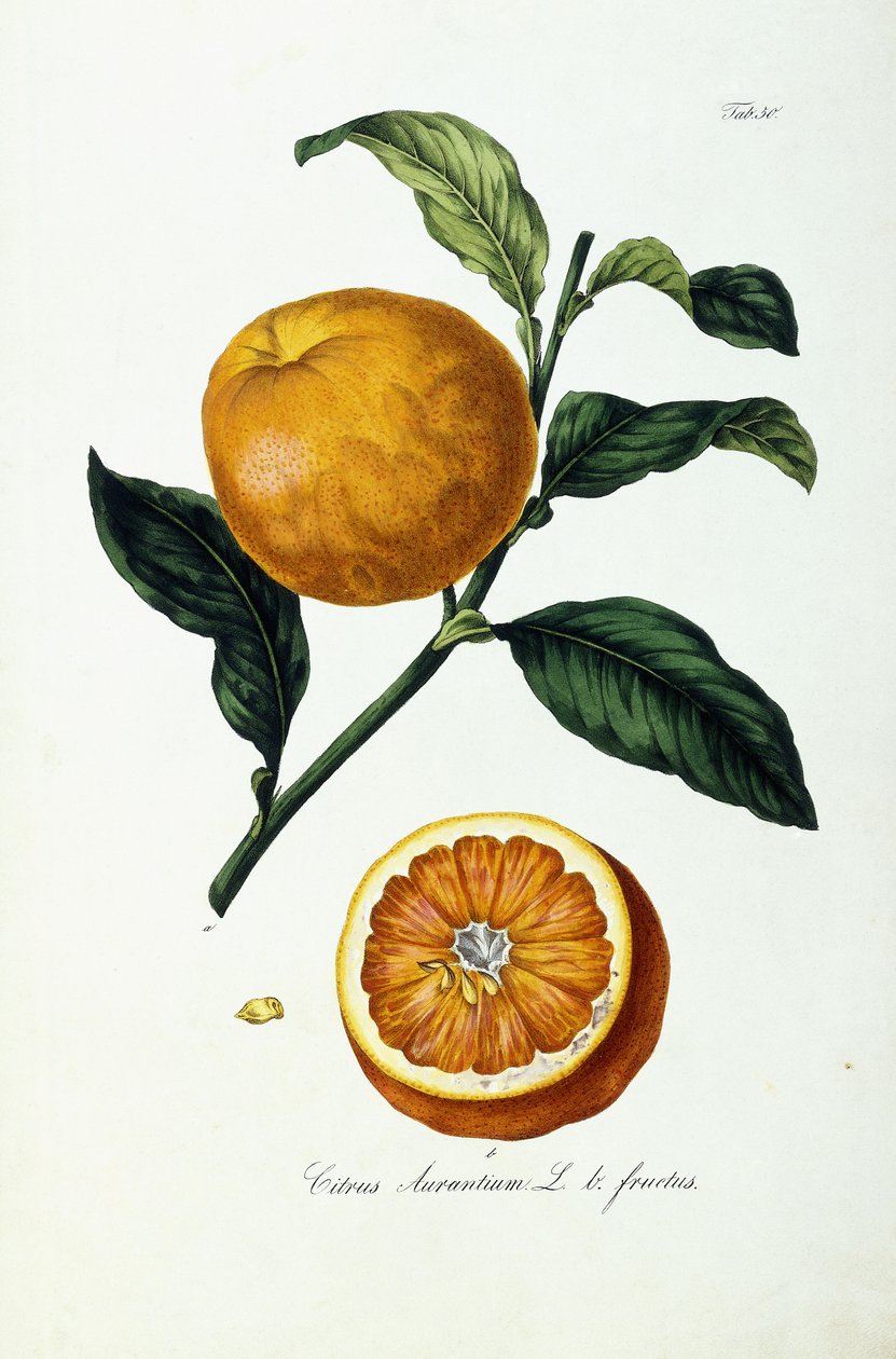 Orangenfrucht, Citrus Aurantium, Fructus von Ignaz (after) Strenzl