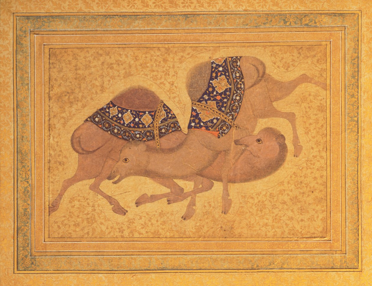 Zwei kämpfende Kamele, 1620 von Indian School