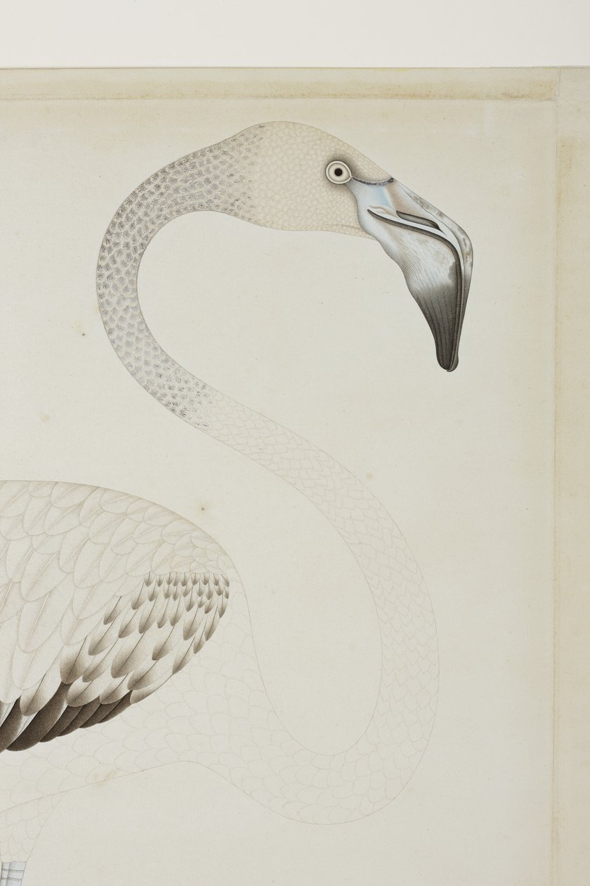 Ein Flamingo (Detail), ca. 1780 von Indian School