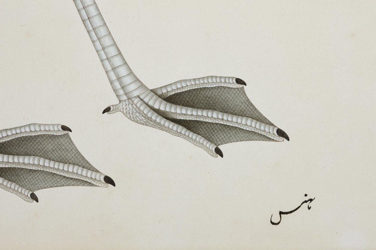 Ein Flamingo (Detail), ca. 1780 von Indian School