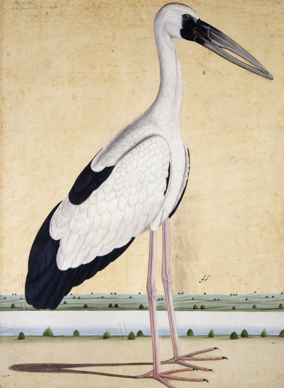 Ein Storch mit offenem Schnabel, um 1780 von Indian School