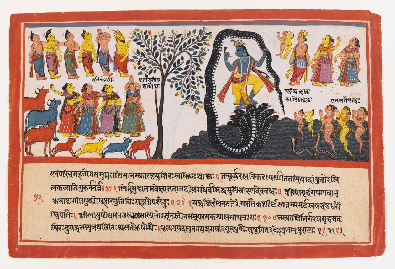 Krishna besiegt die Schlange Kaliya, Seite aus einer verstreuten Bhagavata Purana-Serie, ca. 1775 von Indian School