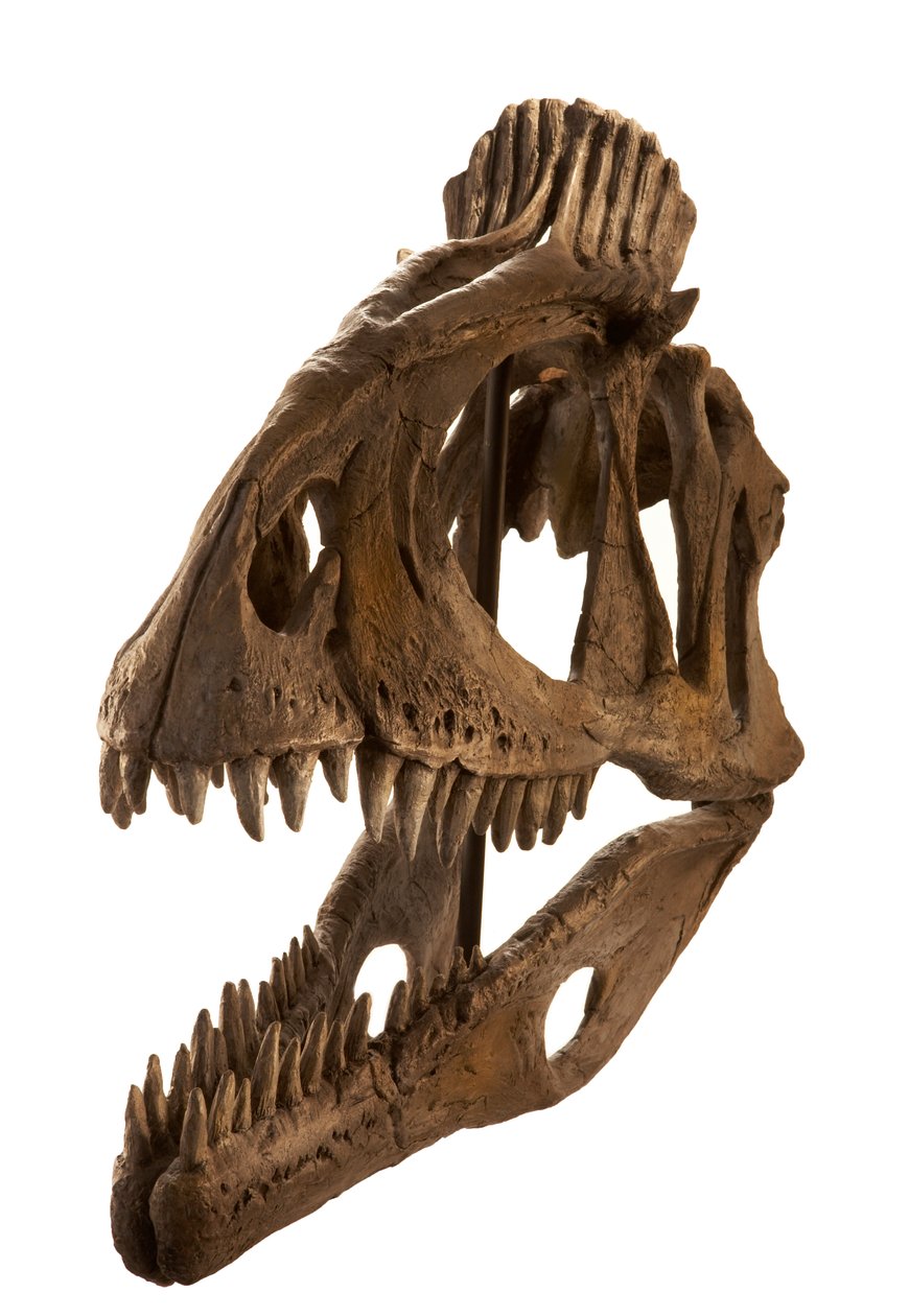 Cryolophosaurus-Abguss am Augustana College, Rock Island, Illinois von Ira Block