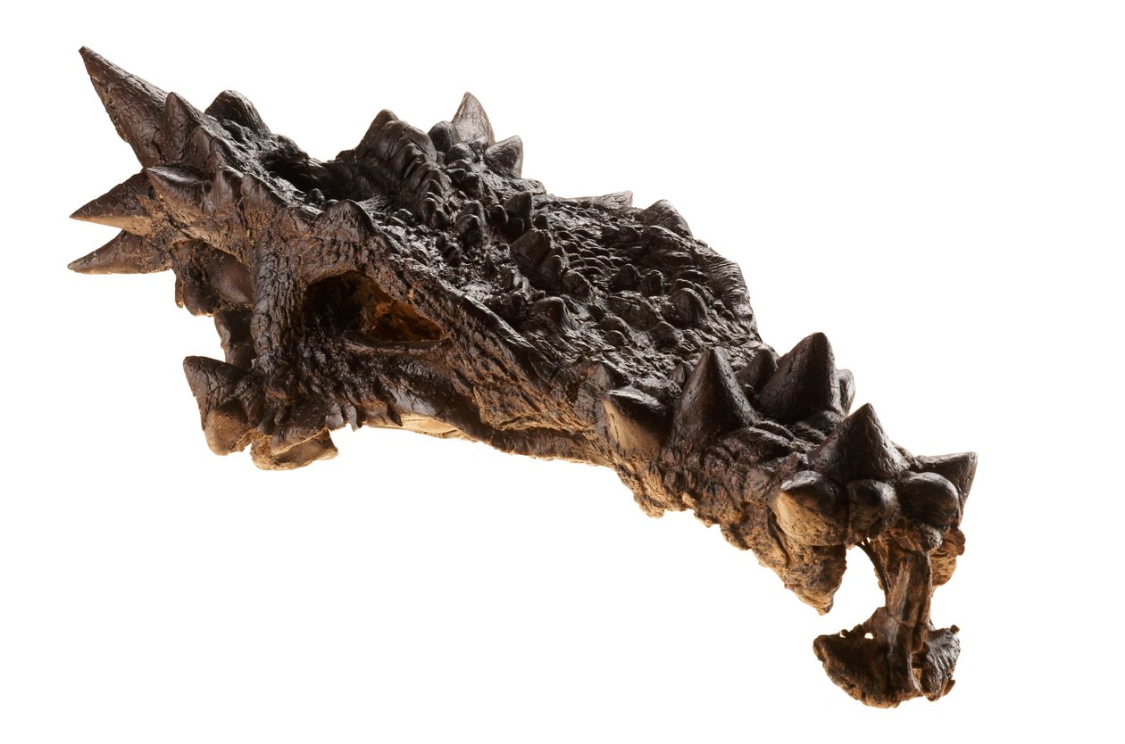 Der Schädel des Dracorex im Kindermuseum in Indianapolis, Indiana von Ira Block