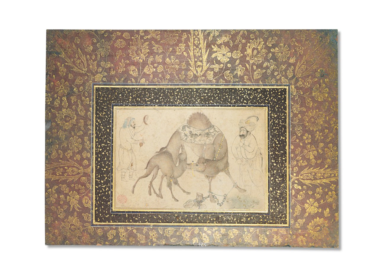 Ein Kamel und ihr Kalb, Safawiden-Iran, 1650-1700 von Iranian School