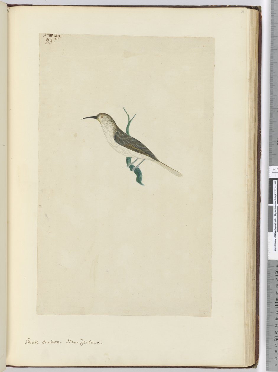 F.23 Kleiner Kuckuck, Neuseeland, 1772-75 von Isaac Smith