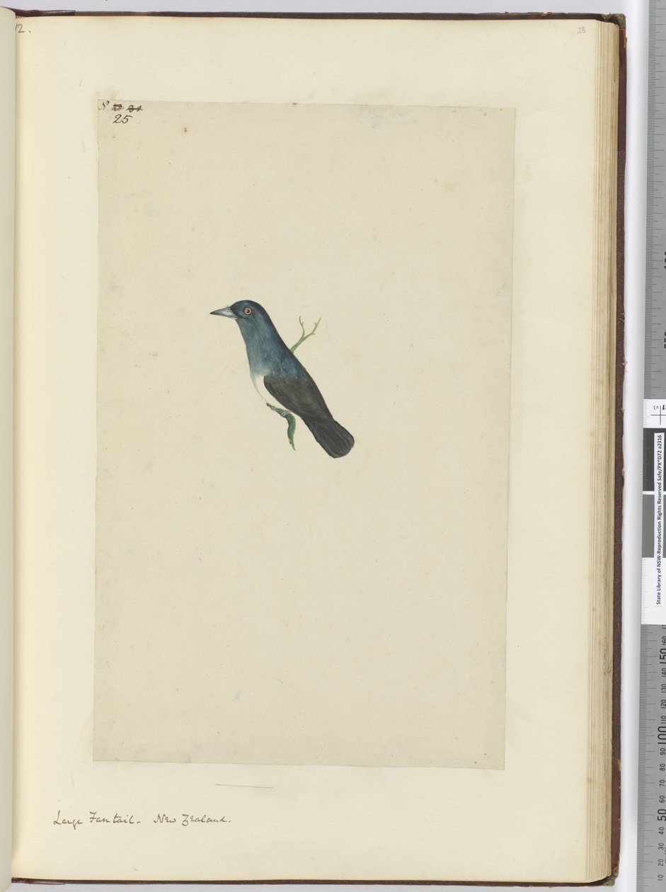 F.25 Großer Fächerschwanz, Neuseeland, 1772-75 von Isaac Smith
