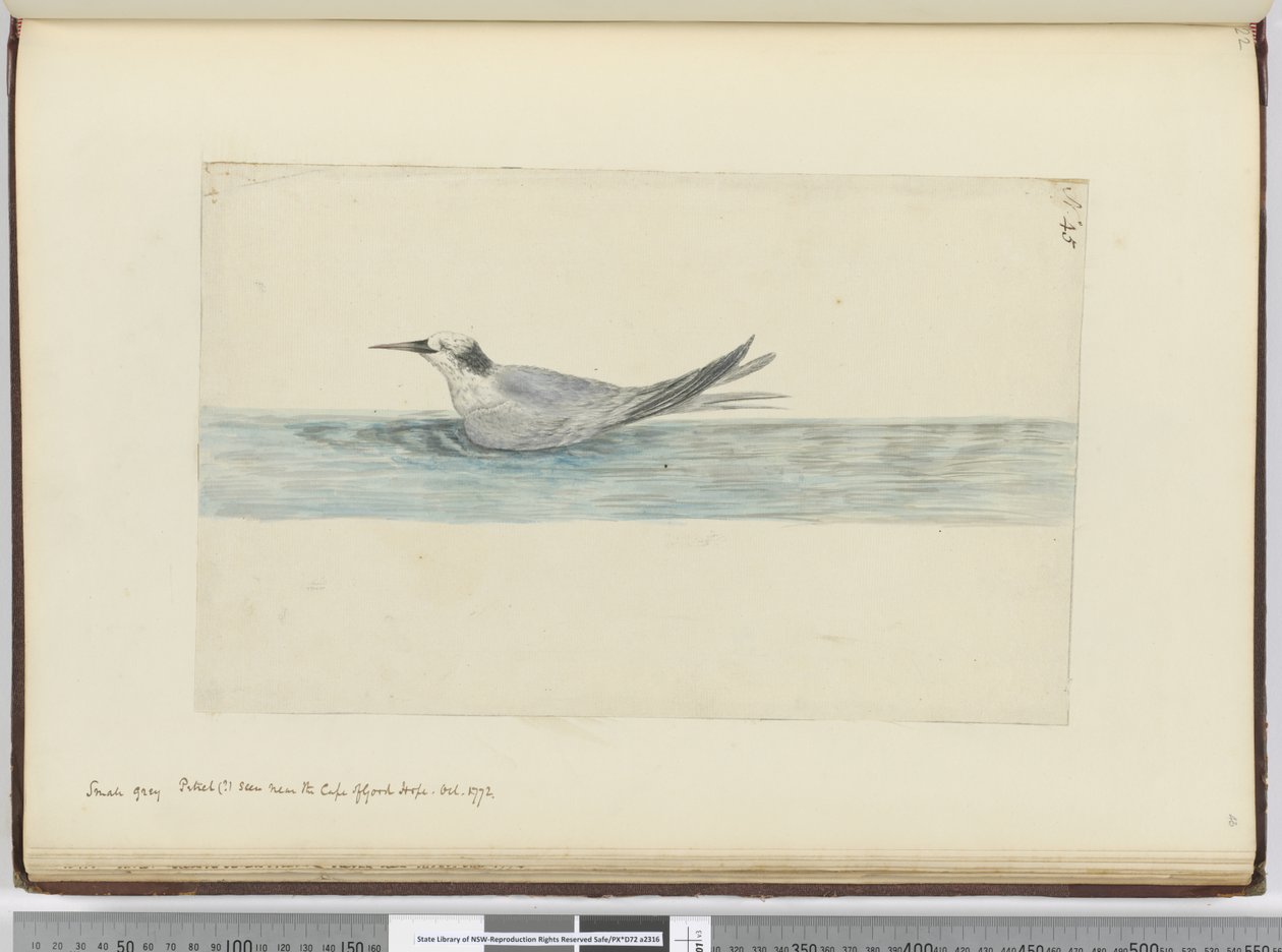 Kleine graue Sturmschwalbe (?) gesehen in der Nähe des Kaps der Guten Hoffnung. Okt. 1772, 1772-75 von Isaac Smith