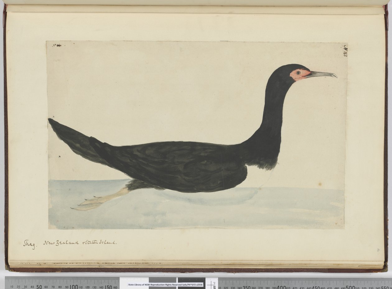 Kormoran. Neuseeland & Staten Island, 1772-75 von Isaac Smith