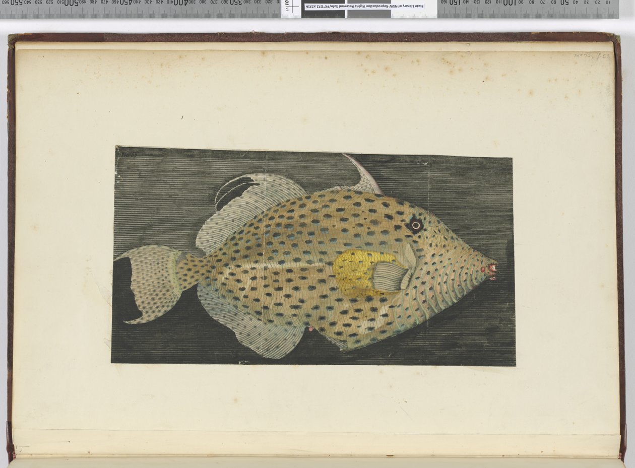 Ein Fisch namens Alte Frau von S. Jago, 1772-75 von Isaac Smith