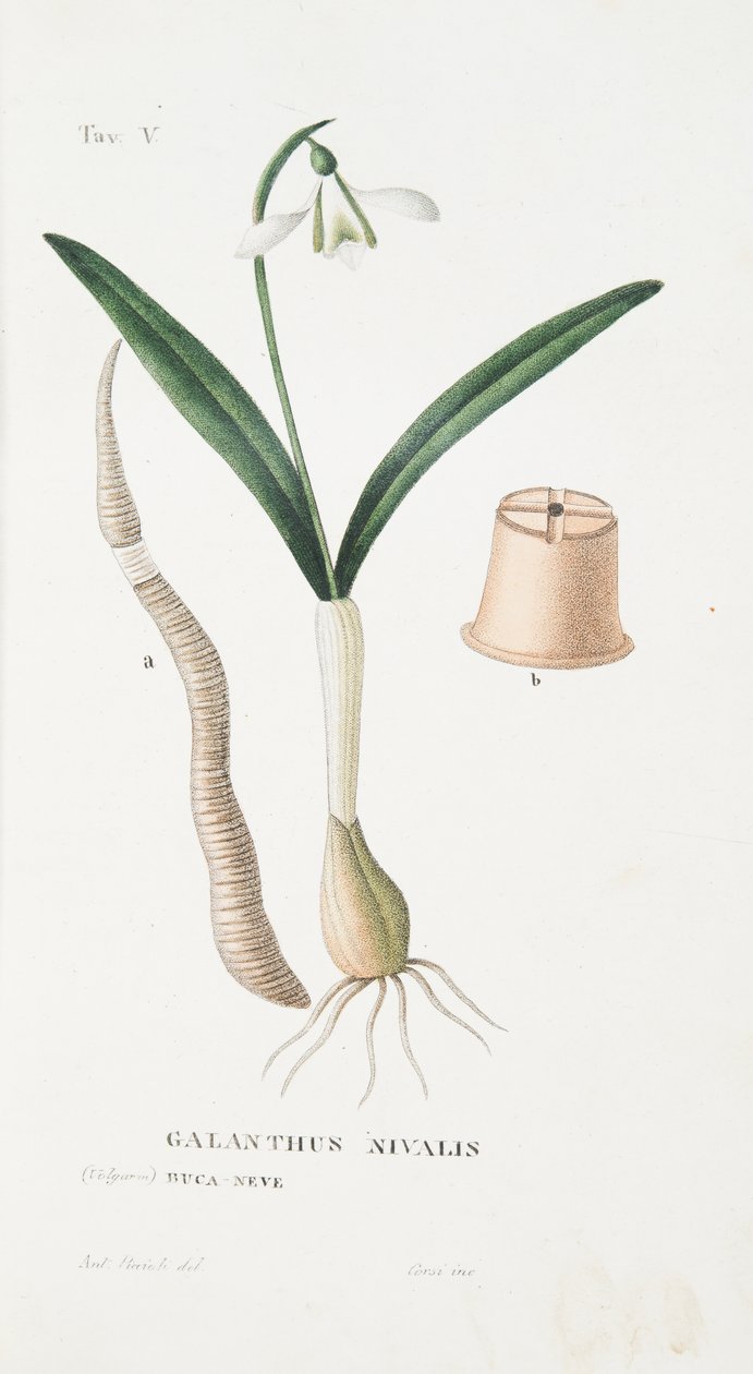 Galanthus Nivalis, Tafel V, aus LAntotrofia Ossia La Coltivazione DeFiori von Antonio Piccioli, 1834 von Italian School