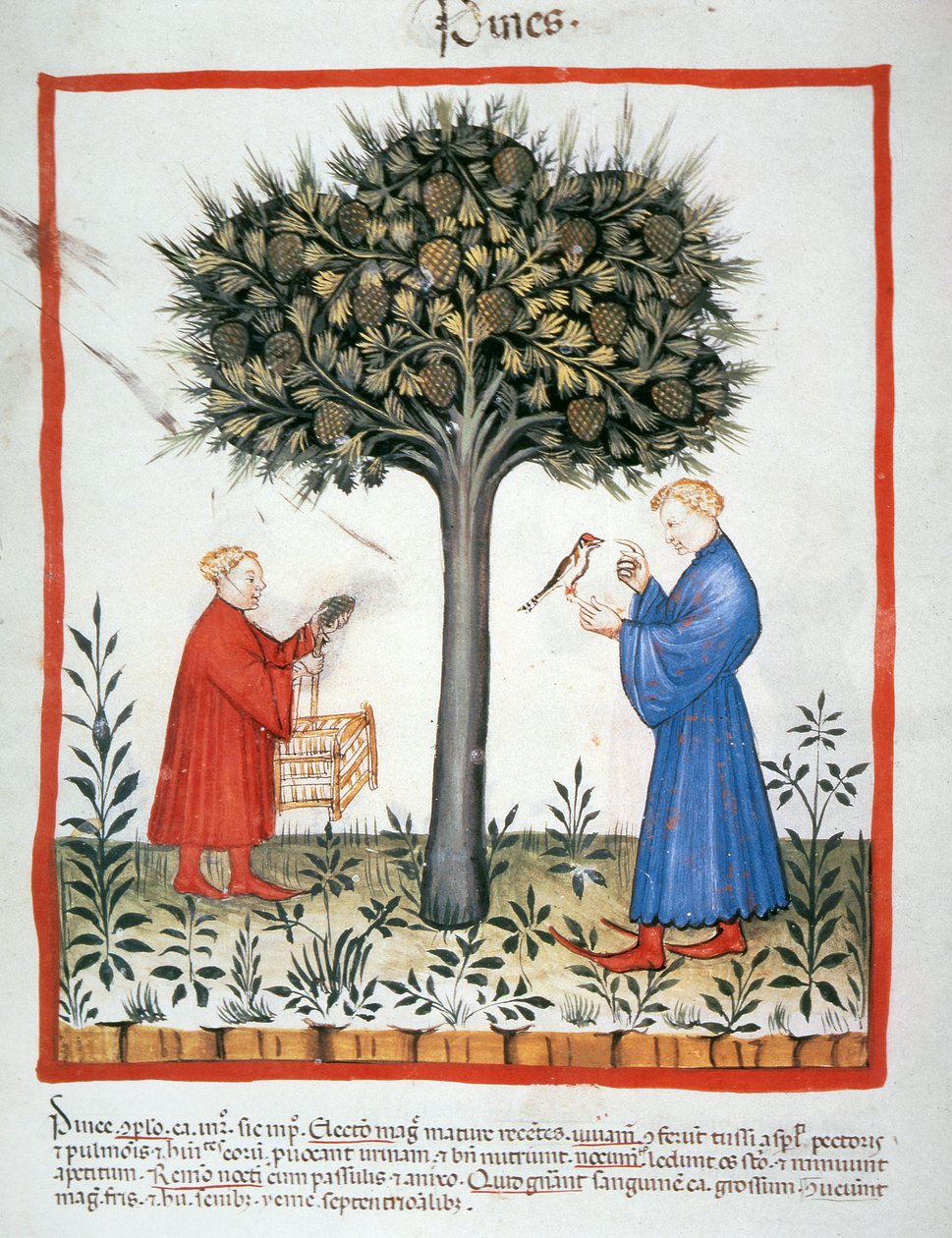 Nova 2644 fol.19v Kiefernzapfen sammeln, Tacuinum Sanitatis von Italian School