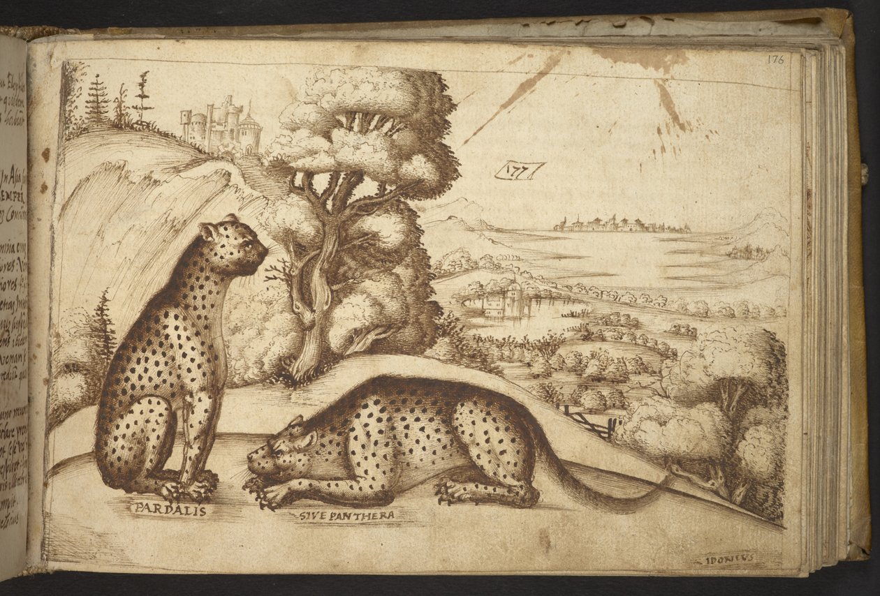 Leoparden (