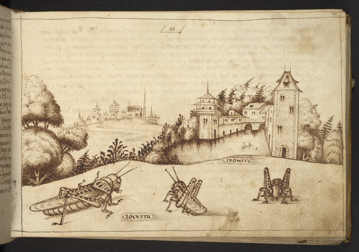 Heuschrecken, die eine hohe Pflanze fressen, aus Historia Animalium, bestehend aus 245 Feder-und-Tinte-Zeichnungen verschiedener Tierarten und mythischer Kreaturen, jeweils begleitet von einer Beschreibung, 1595 von Italian School