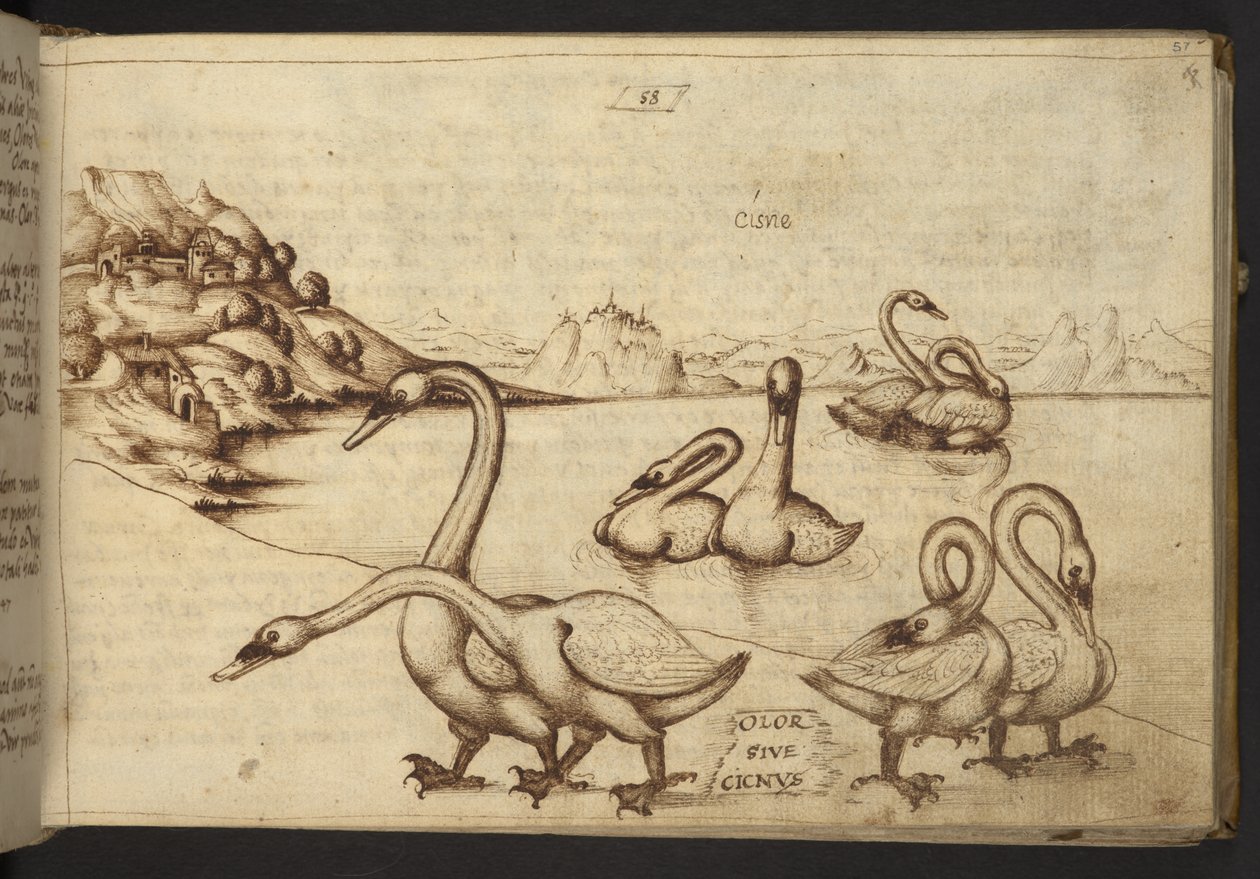 Add. 82955, f.57 Schwäne (