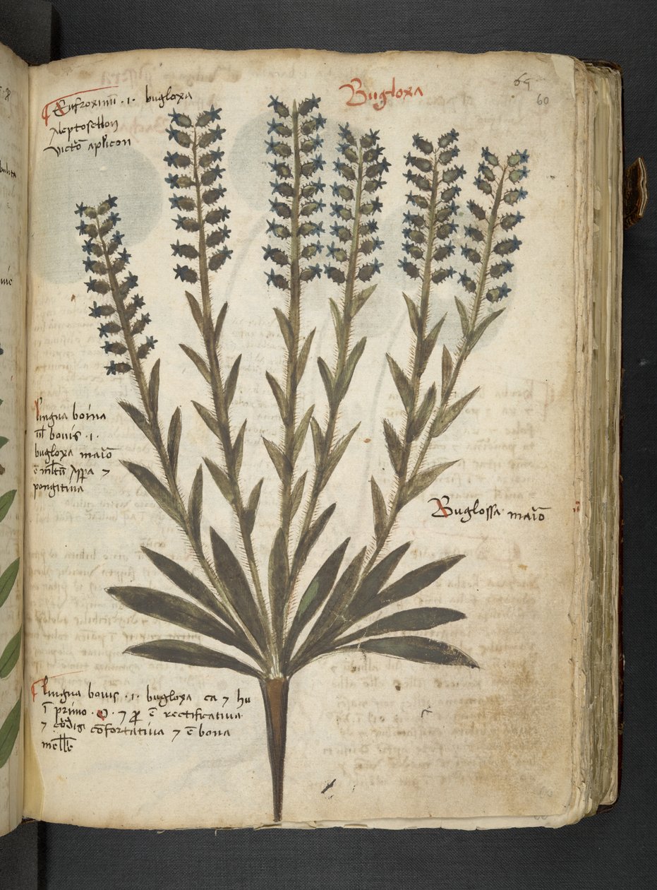Ein Kräuterbuch, Belluno von Italian School