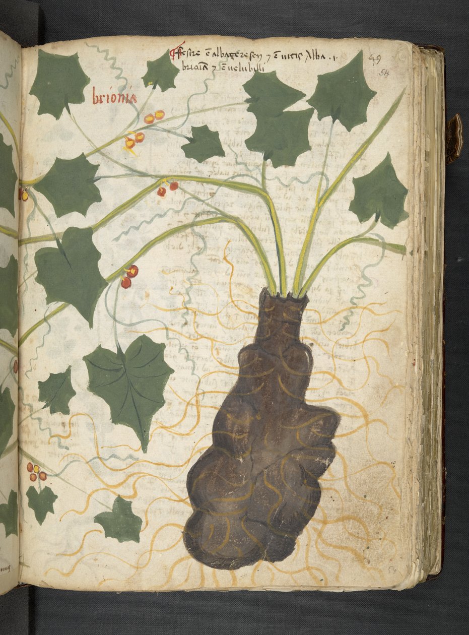 Ein Kräuterbuch, Belluno von Italian School