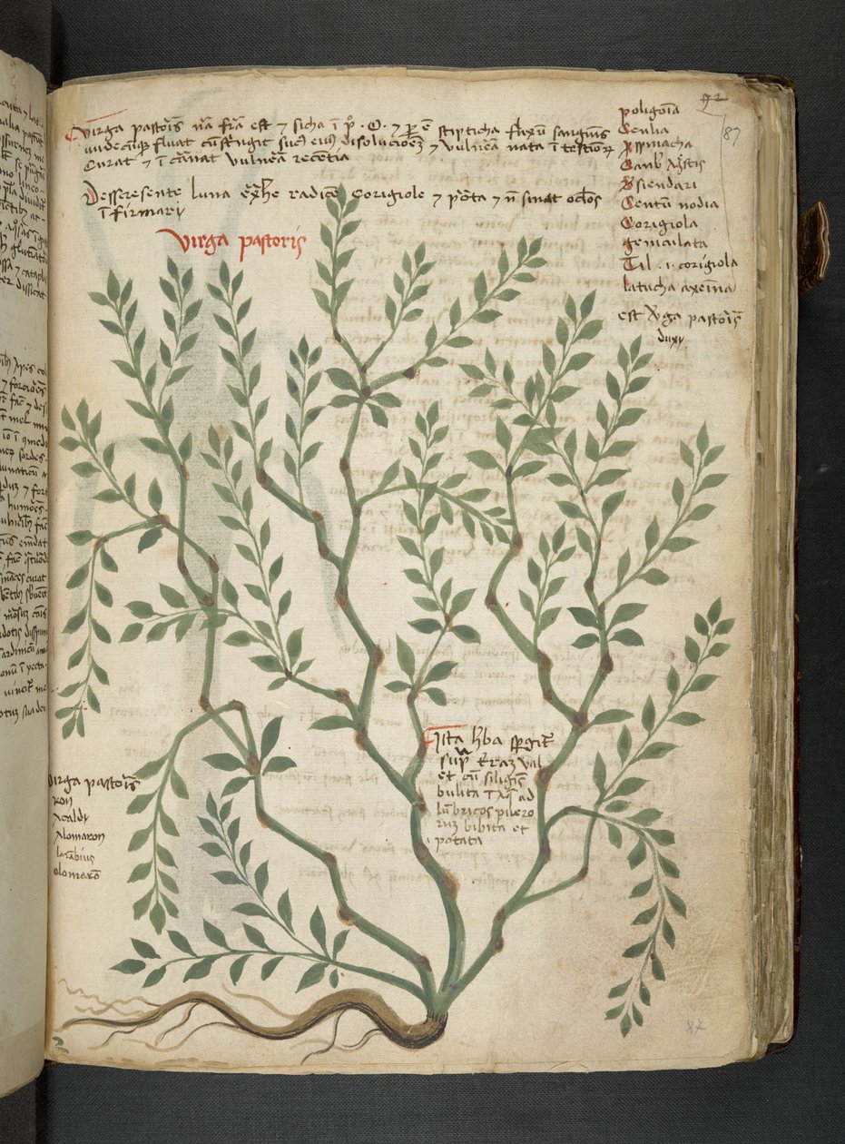 Ein Kräuterbuch, Belluno von Italian School