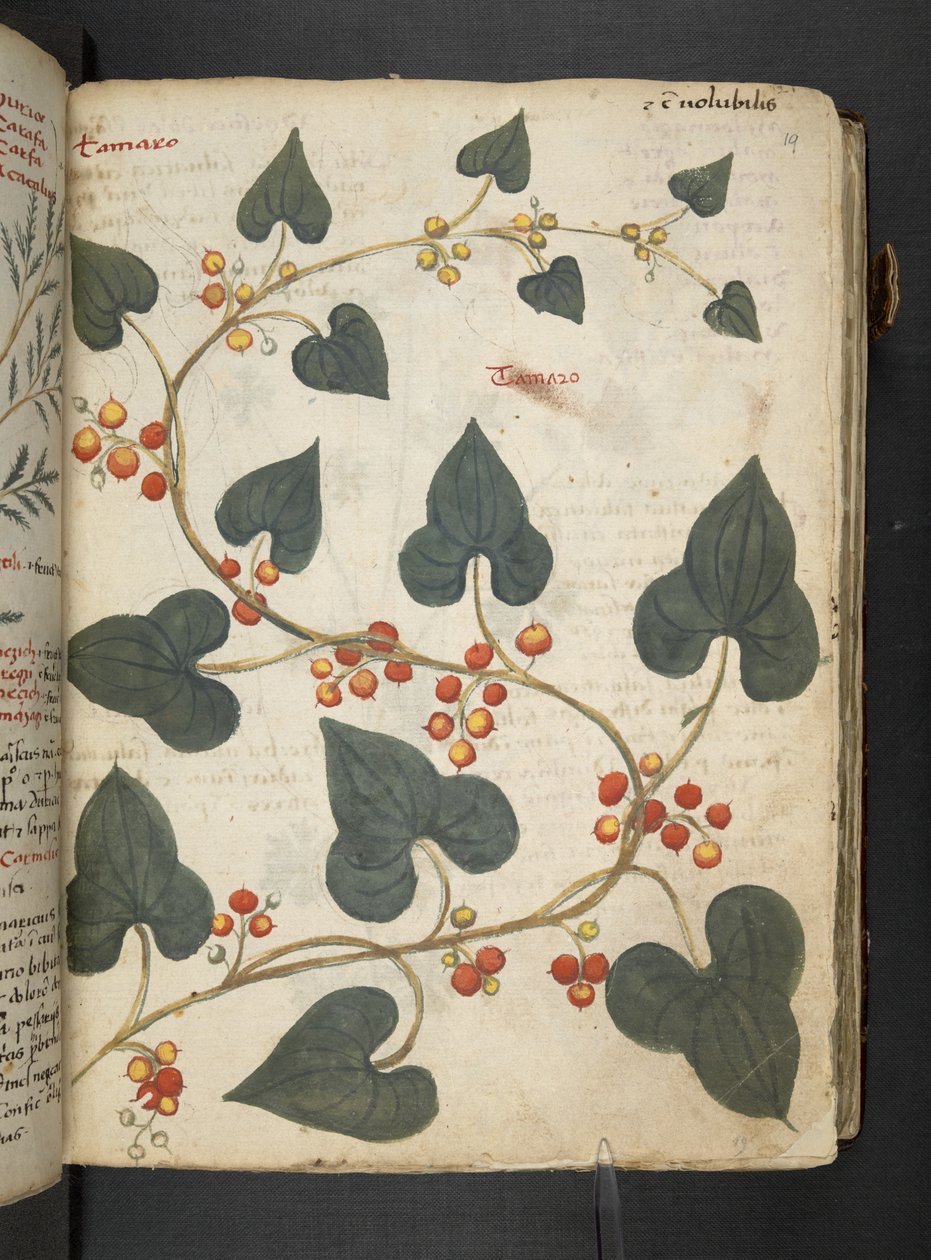 Add MS 41623 