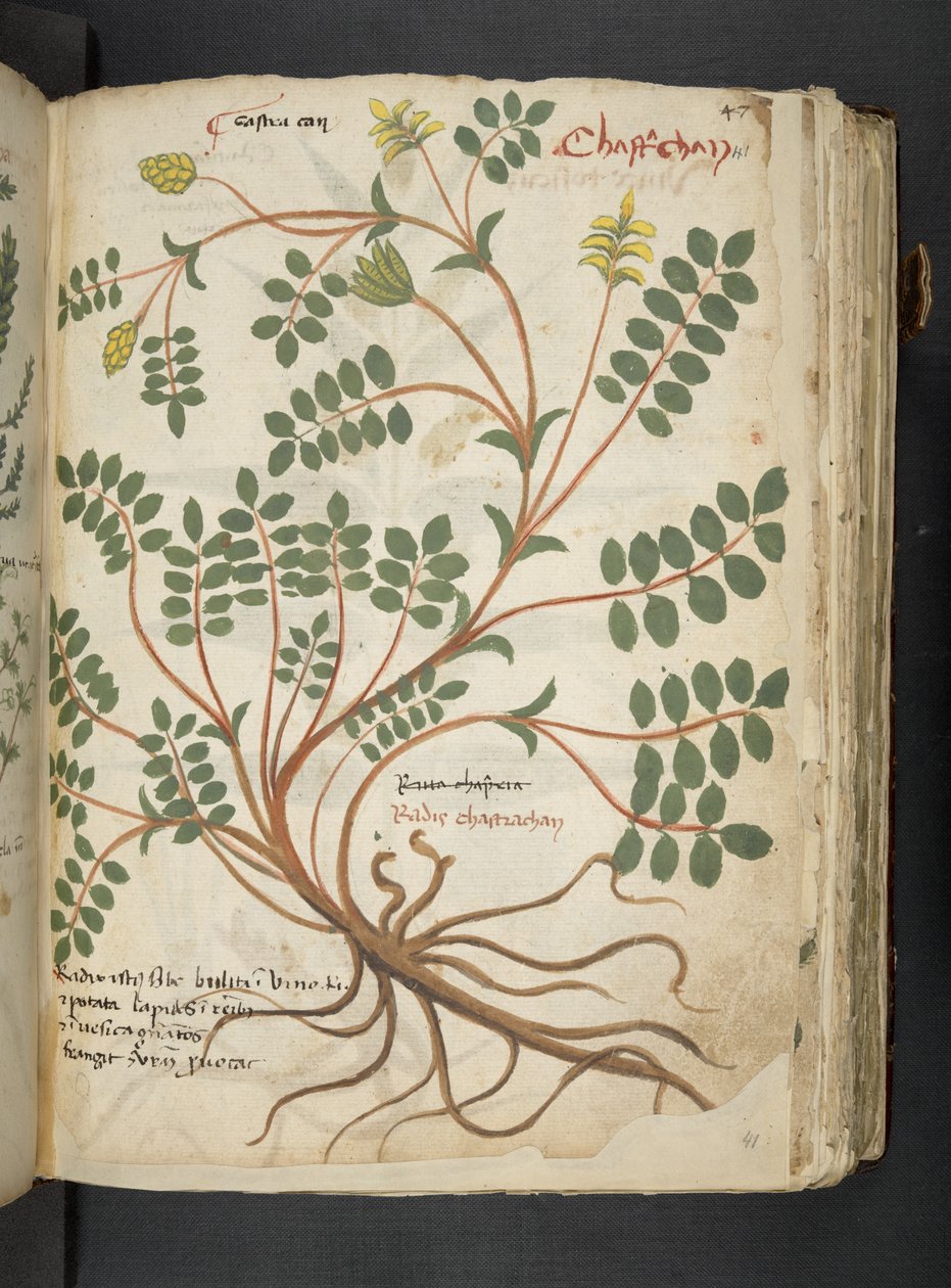 Ein Kräuterbuch, Belluno von Italian School