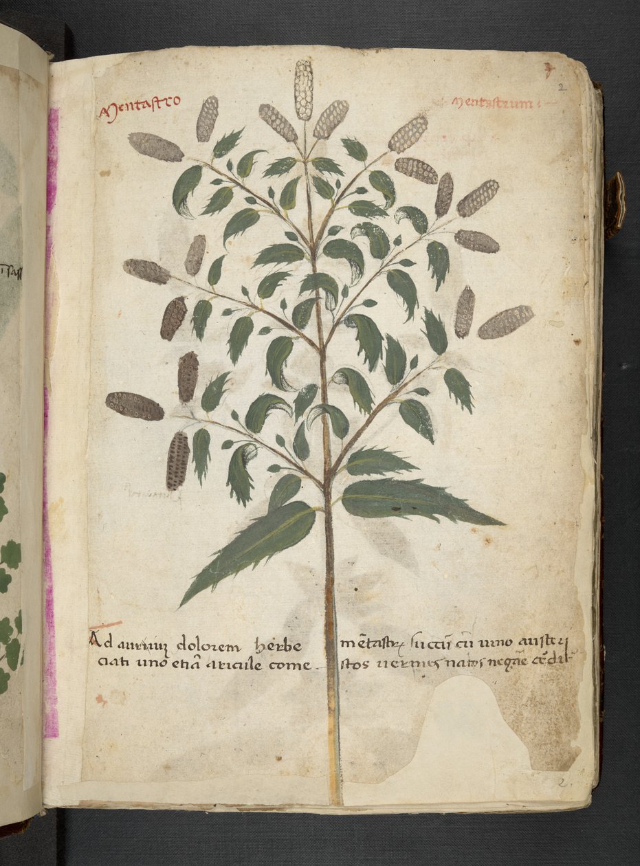 Ein Kräuterbuch, Belluno von Italian School