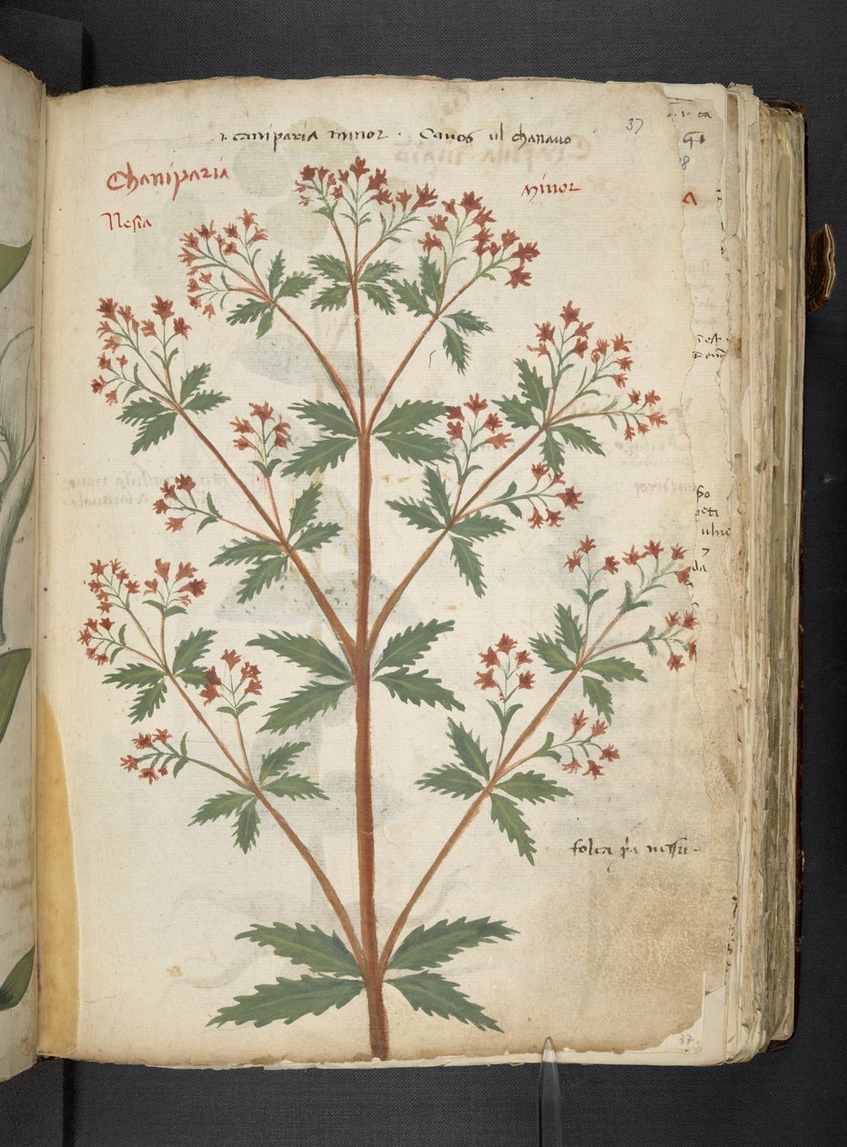 Ein Kräuterbuch, Belluno von Italian School