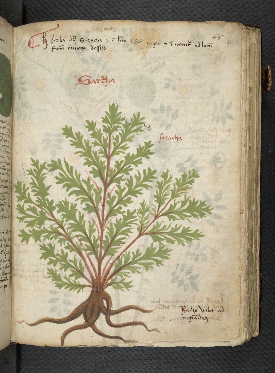 Ein Kräuterbuch, Belluno von Italian School