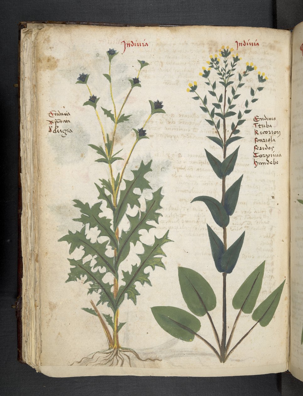 Ein Kräuterbuch, Belluno von Italian School
