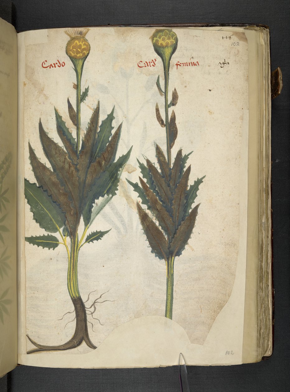 Cardo, Ein Kräuterbuch, Belluno von Italian School
