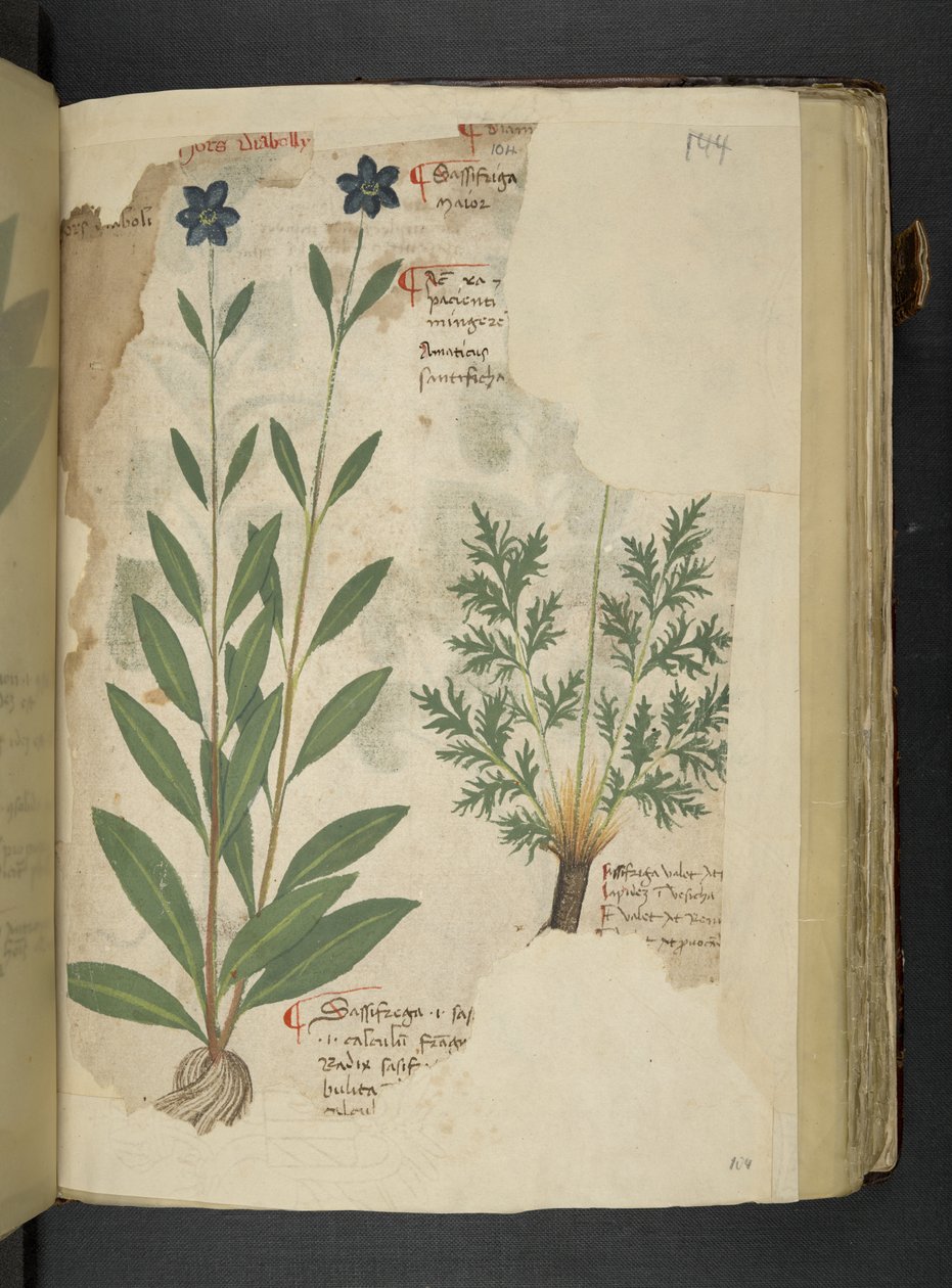 Add MS 41623 f.104r Sassifraga, aus 