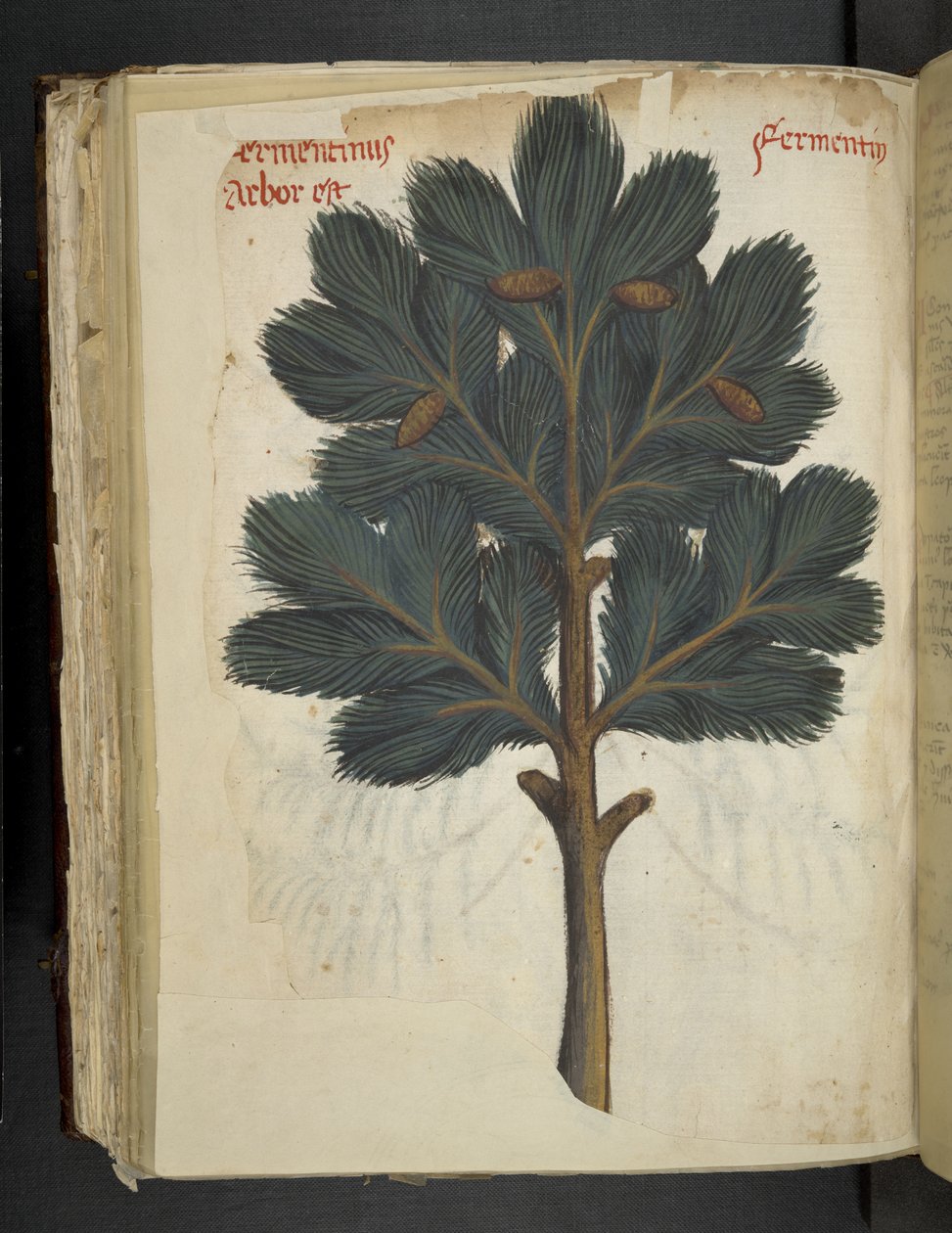 Kiefer, aus Ein Kräuterbuch, Belluno von Italian School