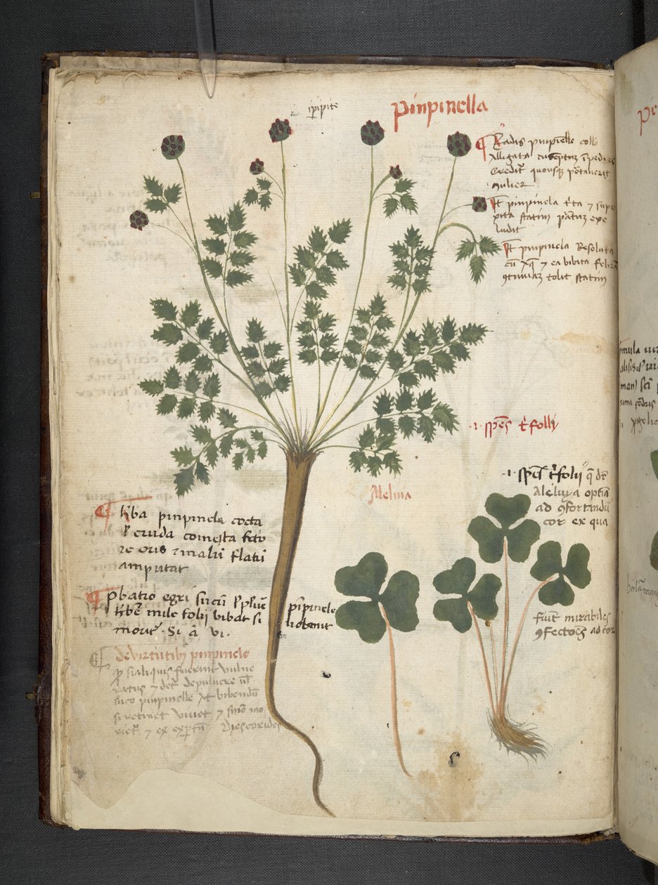 Ein Kräuterbuch, Belluno von Italian School