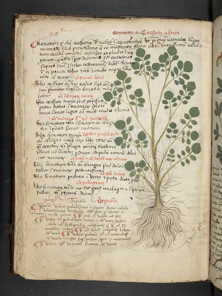Ein Kräuterbuch, Belluno von Italian School