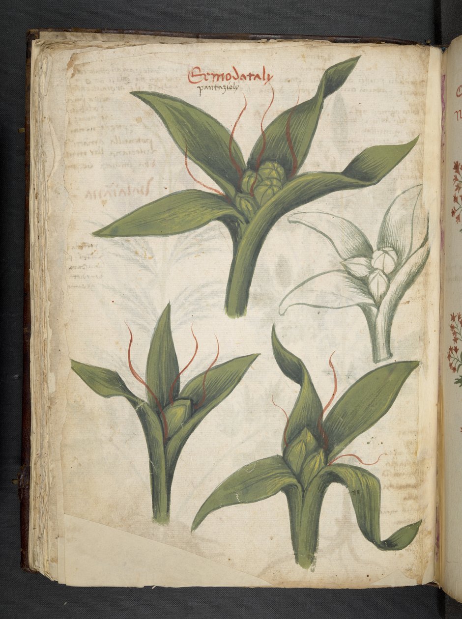 Ein Kräuterbuch, Belluno von Italian School