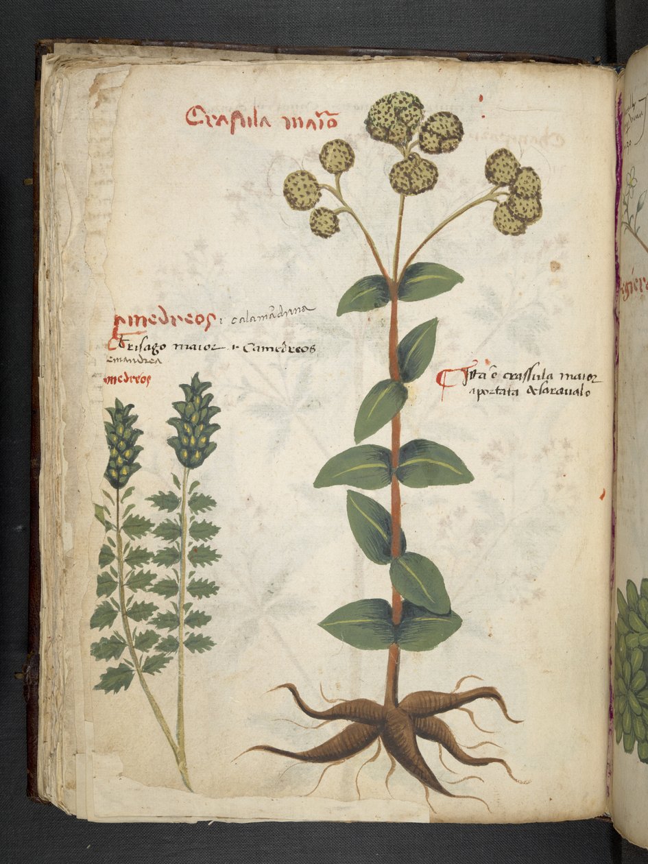 Ein Kräuterbuch, Belluno von Italian School