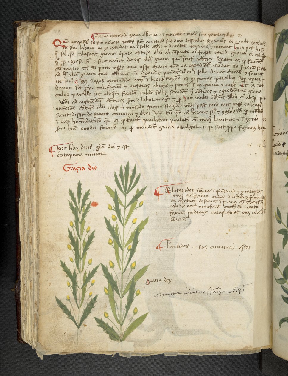 Ein Kräuterbuch, Belluno von Italian School