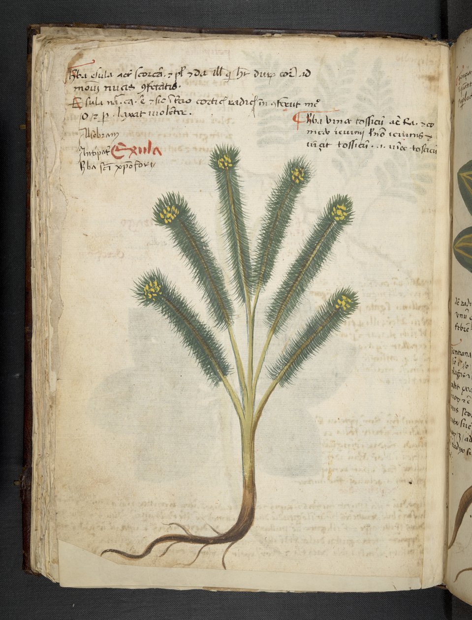 Ein Kräuterbuch, Belluno von Italian School