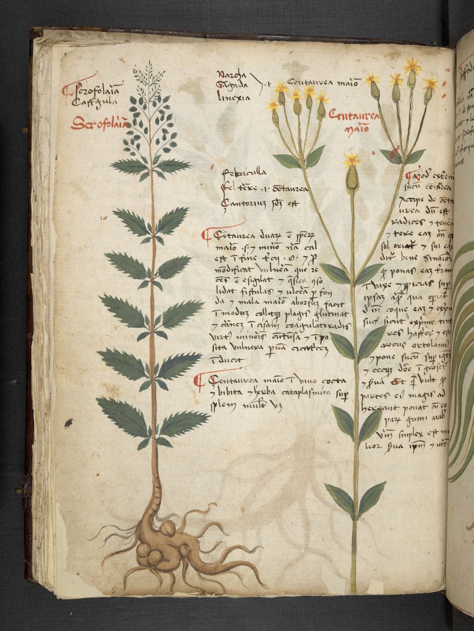 Add MS 41623 f.48v 