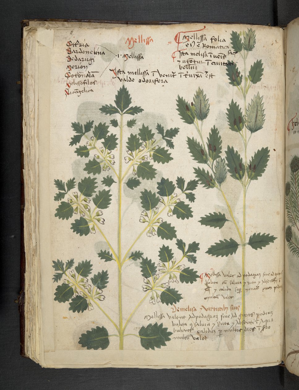 Ein Kräuterbuch, Belluno von Italian School
