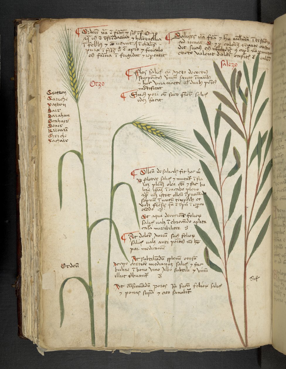 Orzo, aus Ein Kräuterbuch, Belluno von Italian School