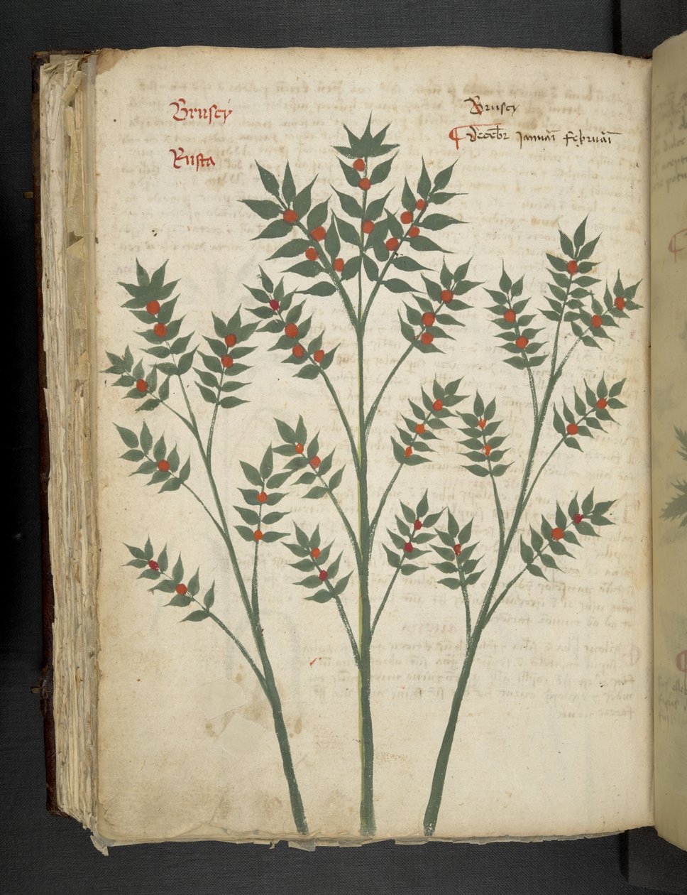 Ein Kräuterbuch, Belluno von Italian School