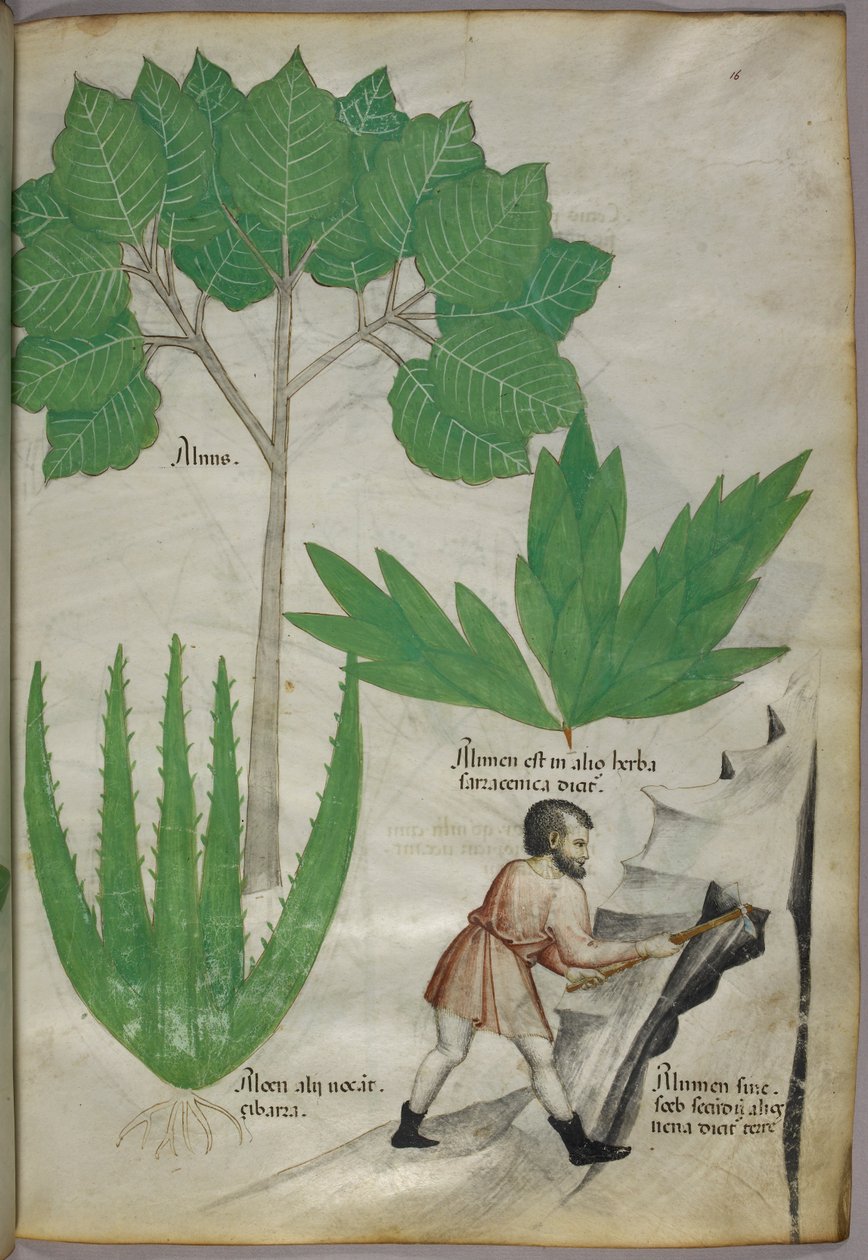 Botanische Illustration eines Mannes mit einer Axt, der Gestein bricht, um Alaun zu gewinnen, um 1440 von Italian School