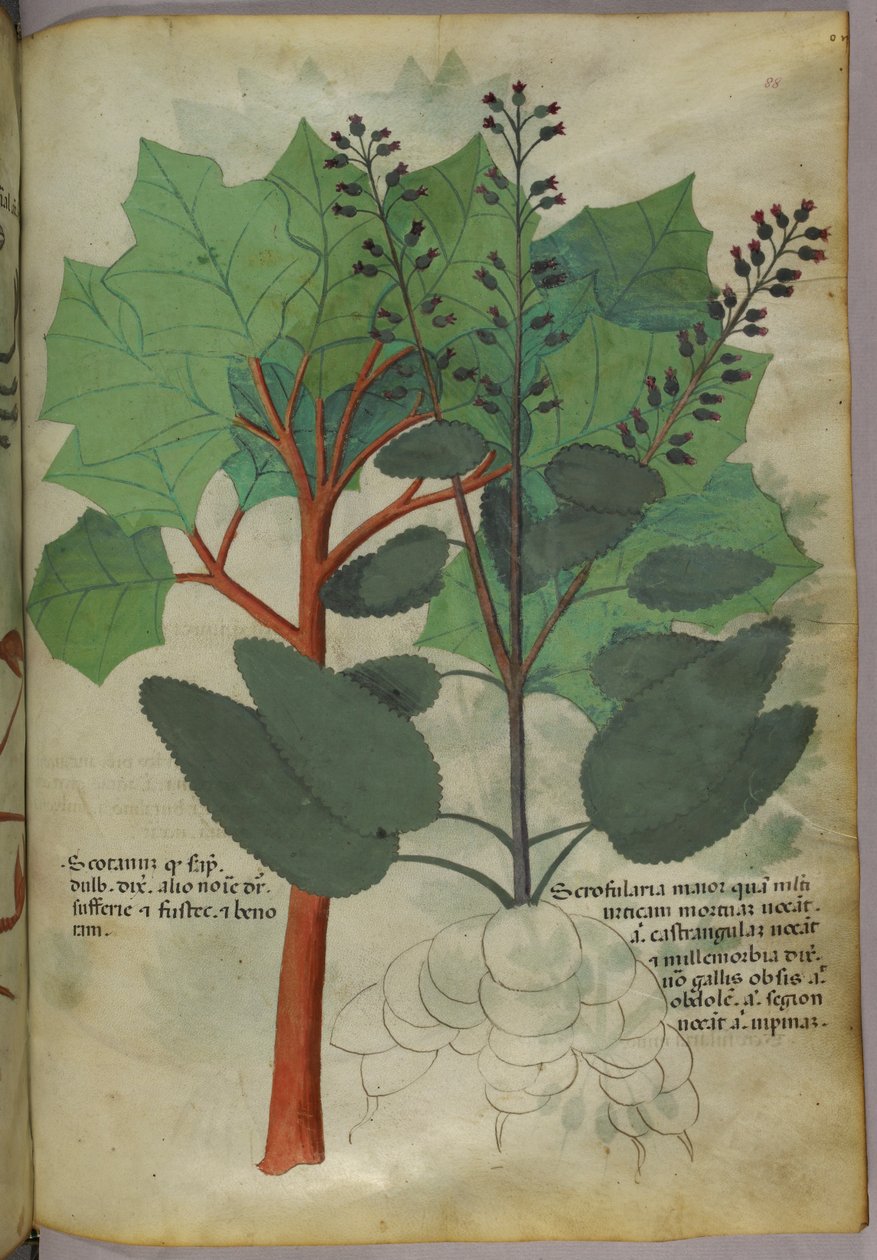 Botanische Illustration, ca. 1440 von Italian School