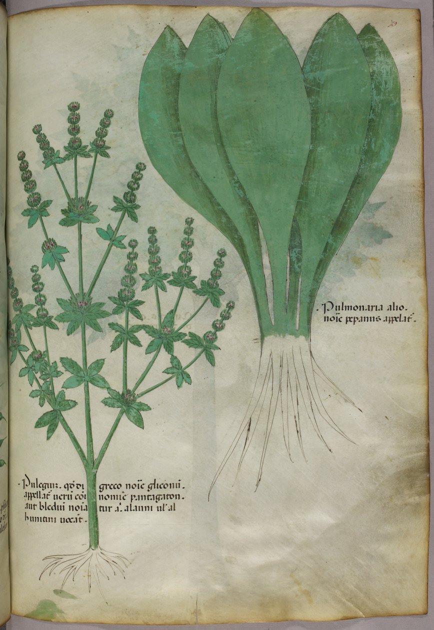 Botanische Illustration, ca. 1440 von Italian School