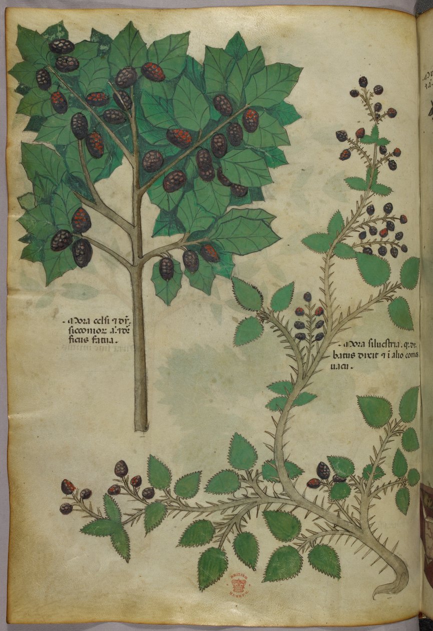 Botanische Illustration, um 1440 von Italian School